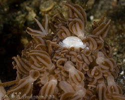 Radioactive?  Tiny white crab that I found on my Lembeh t... by Ross Gudgeon 